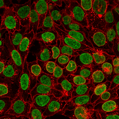 NucSpot® Nuclear Stains - Image 3