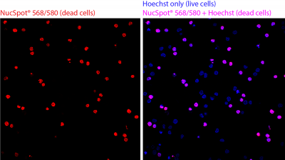 NucSpot® Nuclear Stains - Image 7