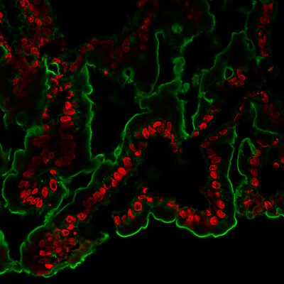 NucSpot® Nuclear Stains - Image 5