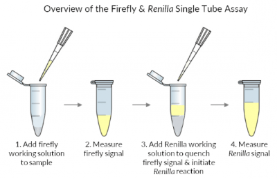 Firefly & Renilla Luciferase Single Tube Assay Kit - Image 2