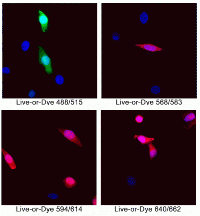 Live-or-Dye™ Fixable Viability Staining Kits - Image 2