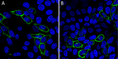 Mix-n-Stain™ CF® Dye Small Ligand Labeling Kits - Image 4