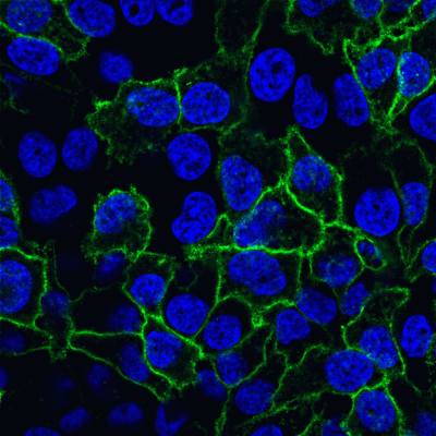 Cholera Toxin Subunit B CF® Dye Conjugates - Image 2