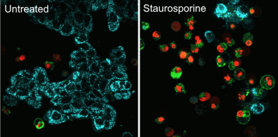 NucView® Caspase-3 Enzyme Substrates - Image 10