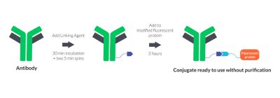 Mix-n-Stain™ Fluorescent Protein & Tandem Dye Antibody Labeling Kits - Image 2