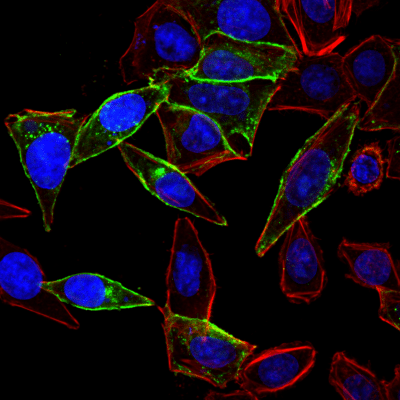 Mix-n-Stain™ CF® Dye Small Ligand Labeling Kits - Image 3