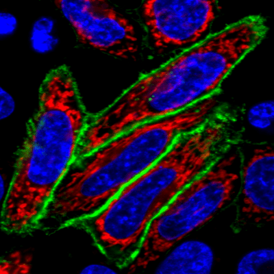 Mix-n-Stain™ CF® Dye Small Ligand Labeling Kits - Image 2