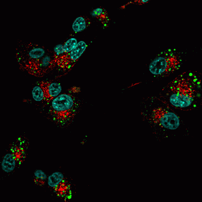 Transferrin (Human) CF® Dye Conjugates - Image 2