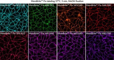 MemBrite® Fix Cell Surface Staining Kits - Image 5