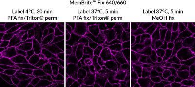 MemBrite® Fix Cell Surface Staining Kits - Image 3