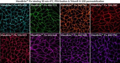 MemBrite® Fix Cell Surface Staining Kits - Image 6