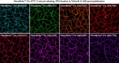 MemBrite® Fix Cell Surface Staining Kits - Image 4