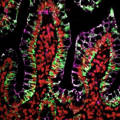 Ready-to-Use Tyramide Amplification Buffer, 1X - Image 2