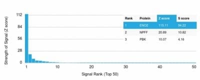 Analysis of Protein Array containing more than 19000 full-length human proteins using NSE gamma (ENO2) Mouse Monoclonal Antibody (ENO2/1462) Z- and S- Score: The Z-score represents the strength of a signal that a monoclonal antibody (MAb) (in combination with a fluorescently-tagged anti-IgG secondary antibody) produces when binding to a particular protein on the HuProtTM array. Z-scores are described in units of standard deviations (SD’s) above the mean value of all signals generated on that array. If targets on HuProtTM are arranged in descending order of the Z-score the S-score is the difference (also in units of SD’s) between the Z-score. S-score therefore represents the relative target specificity of a MAb to its intended target.  A MAb is considered to specific to its intended target if the MAb has an S-score of at least 2.5. For example if a MAb binds to protein X with a Z-score of 43 and to protein Y with a Z-score of 14 then the S-score for the binding of that MAb to protein X is equal to 29.