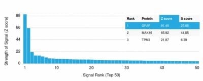 Analysis of Protein Array containing more than 19000 full-length human proteins using GFAP Mouse Monoclonal Antibody (GFAP/2076) Z- and S- Score: The Z-score represents the strength of a signal that a monoclonal antibody (MAb) (in combination with a fluorescently-tagged anti-IgG secondary antibody) produces when binding to a particular protein on the HuProtTM array. Z-scores are described in units of standard deviations (SD’s) above the mean value of all signals generated on that array. If targets on HuProtTM are arranged in descending order of the Z-score the S-score is the difference (also in units of SD’s) between the Z-score. S-score therefore represents the relative target specificity of a MAb to its intended target.  A MAb is considered to specific to its intended target if the MAb has an S-score of at least 2.5. For example if a MAb binds to protein X with a Z-score of 43 and to protein Y with a Z-score of 14 then the S-score for the binding of that MAb to protein X is equal to 29.