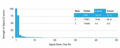 Analysis of Protein Array containing more than 19000 full-length human proteins using Mouse Emerin Monoclonal Antibody (EMD/2167) Z- and S- Score: The Z-score represents the strength of a signal that a monoclonal antibody (MAb) (in combination with a fluorescently-tagged anti-IgG secondary antibody) produces when binding to a particular protein on the HuProtTM array. Z-scores are described in units of standard deviations (SD’s) above the mean value of all signals generated on that array. If targets on HuProtTM are arranged in descending order of the Z-score the S-score is the difference (also in units of SD’s) between the Z-score. S-score therefore represents the relative target specificity of a MAb to its intended target.  A MAb is considered to specific to its intended target if the MAb has an S-score of at least 2.5. For example if a MAb binds to protein X with a Z-score of 43 and to protein Y with a Z-score of 14 then the S-score for the binding of that MAb to protein X is equal to 29.