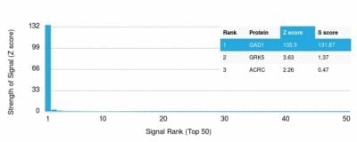 Analysis of Protein Array containing more than 19000 full-length human proteins using GAD1 (GAD67) Mouse Monoclonal Antibody (GAD1/2391) Z- and S- Score: The Z-score represents the strength of a signal that a monoclonal antibody (MAb) (in combination with a fluorescently-tagged anti-IgG secondary antibody) produces when binding to a particular protein on the HuProtTM array. Z-scores are described in units of standard deviations (SD’s) above the mean value of all signals generated on that array. If targets on HuProtTM are arranged in descending order of the Z-score the S-score is the difference (also in units of SD’s) between the Z-score. S-score therefore represents the relative target specificity of a MAb to its intended target.  A MAb is considered to specific to its intended target if the MAb has an S-score of at least 2.5. For example if a MAb binds to protein X with a Z-score of 43 and to protein Y with a Z-score of 14 then the S-score for the binding of that MAb to protein X is equal to 29.