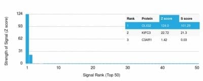 Analysis of Protein Array containing >19000 full-length human proteins using OLIG2 Mouse Monoclonal Antibody (OLIG2/2400) Z- and S- Score: The Z-score represents the strength of a signal that a monoclonal antibody (MAb) (in combination with a fluorescently-tagged anti-IgG secondary antibody) produces when binding to a particular protein on the HuProtTM array. Z-scores are described in units of standard deviations (SD’s) above the mean value of all signals generated on that array. If targets on HuProtTM are arranged in descending order of the Z-score the S-score is the difference (also in units of SD’s) between the Z-score. S-score therefore represents the relative target specificity of a MAb to its intended target.  A MAb is considered to specific to its intended target if the MAb has an S-score of at least 2.5. For example if a MAb binds to protein X with a Z-score of 43 and to protein Y with a Z-score of 14 then the S-score for the binding of that MAb to protein X is equal to 29.