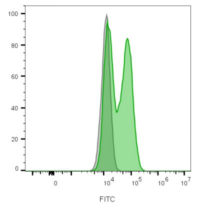 CD56 / NCAM Recombinant Monoclonal Rabbit Antibody (NCAM1/2217R) - Image 3