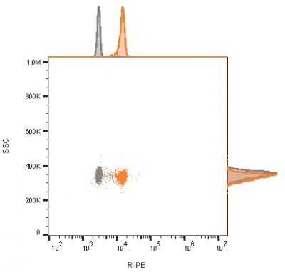 CD81 / TAPA-1 Recombinant Monoclonal Rabbit Antibody (C81/2885R) - Image 2