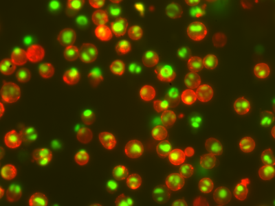 NucView® Caspase-3 Enzyme Substrates - Image 3