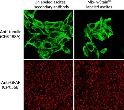 Mix-n-Stain™ Maxi Antibody Labeling Kits, 1 mg Labeling - Image 5