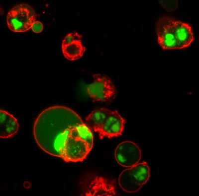 Annexin V CF® Dye Conjugates, Azide-Free, Lyophilized - Image 3