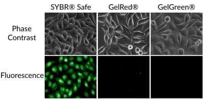 GelGreen® Nucleic Acid Gel Stain