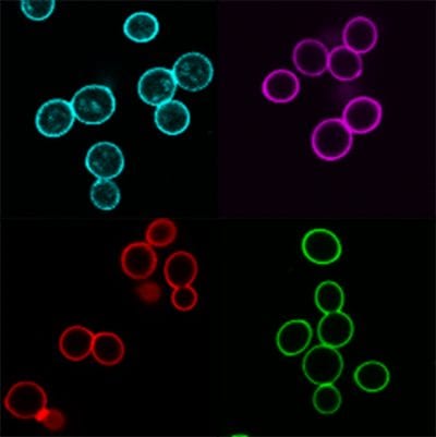 Concanavalin A (Con A) CF® Dye Conjugates