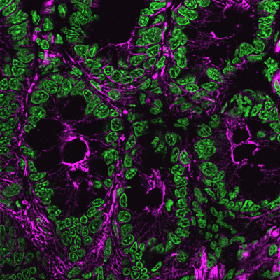 NucSpot® 470 Nuclear Stain, 1000X in DMSO