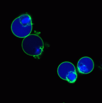 NucView® 405 Caspase-3 Substrate, 1 mM in PBS