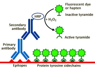 Tyramide Amplification Kit with HRP Goat Anti-Rabbit and CF® Dye or Biotin Tyramide