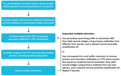 Tyramide Amplification Kit with HRP Goat Anti-Rabbit and CF® Dye or Biotin Tyramide