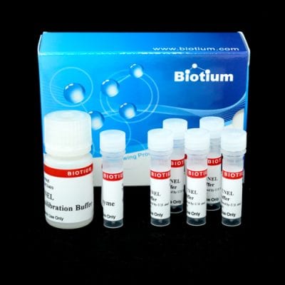 TUNEL Assay Apoptosis Detection Kit