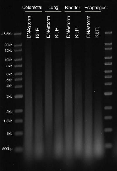 CELLDATA DNAstorm™ 2.0 FFPE DNA Extraction Kit - Image 2