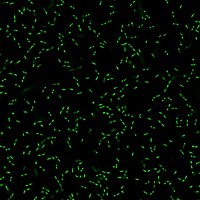 BactoView™ Live Fluorescent Bacterial Stains - Image 2