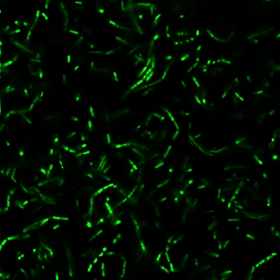 BactoView™ Live Fluorescent Bacterial Stains - Image 3