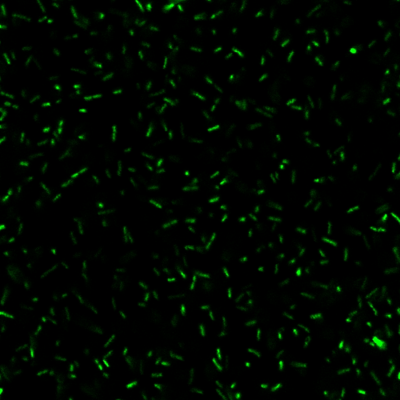 BactoView™ Live Fluorescent Bacterial Stains - Image 4