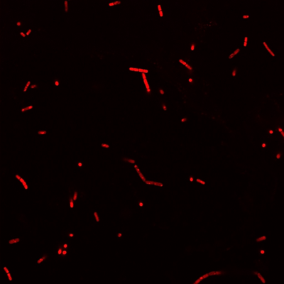 BactoView™ Live Fluorescent Bacterial Stains - Image 6