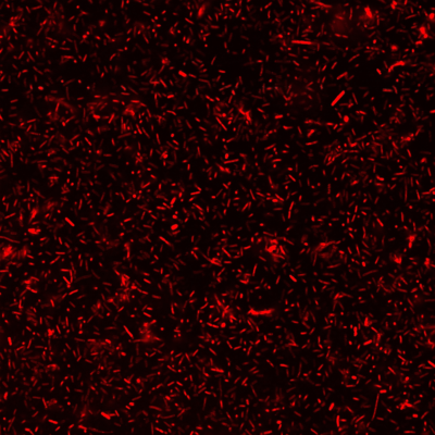 BactoView™ Live Fluorescent Bacterial Stains - Image 8