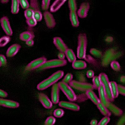 BactoView™ Live Fluorescent Bacterial Stains - Image 9