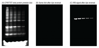 VersaBlot™ Total Protein Normalization Kits - Image 2