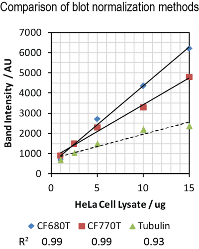 VersaBlot™ Total Protein Normalization Kits - Image 3