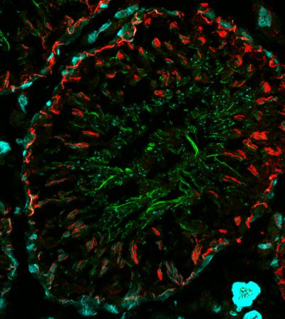 Mix-n-Stain™ Maxi Antibody Labeling Kits, 1 mg Labeling - Image 6