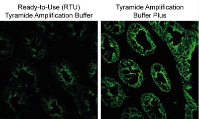 Tyramide Amplification Kit with HRP Goat Anti-Mouse and CF® Dye or Biotin Tyramide - Image 7