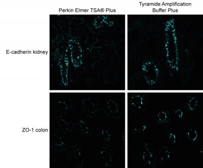 Tyramide Amplification Buffer Plus - Image 6