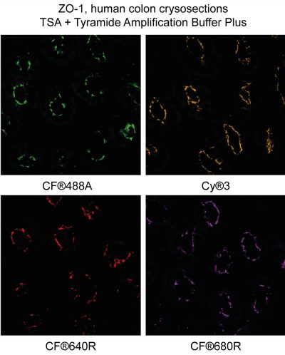 CF® Dye Tyramide - Image 5