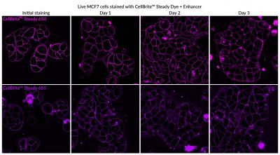 CellBrite® Steady Membrane Staining Kits - Image 6