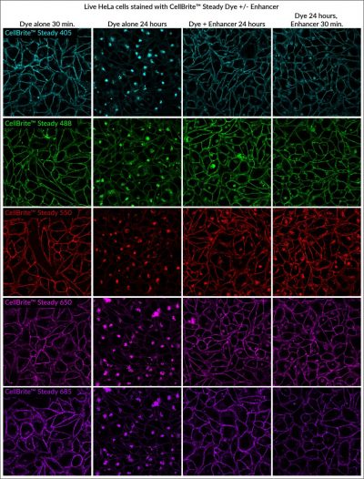 CellBrite® Steady Membrane Staining Kits - Image 3