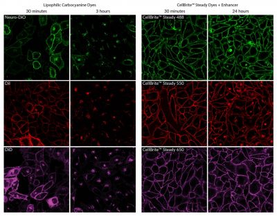 CellBrite® Steady Membrane Staining Kits - Image 4